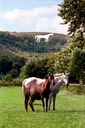 WHITE HORSE WESTBURY KFB7685
